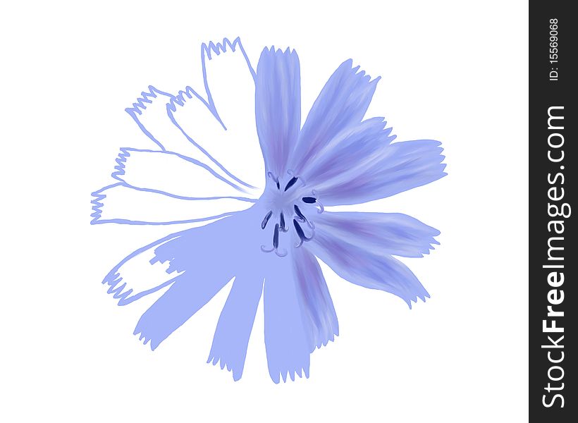Unfinished drawing flower closeup, hand drawn blue flower, chicory