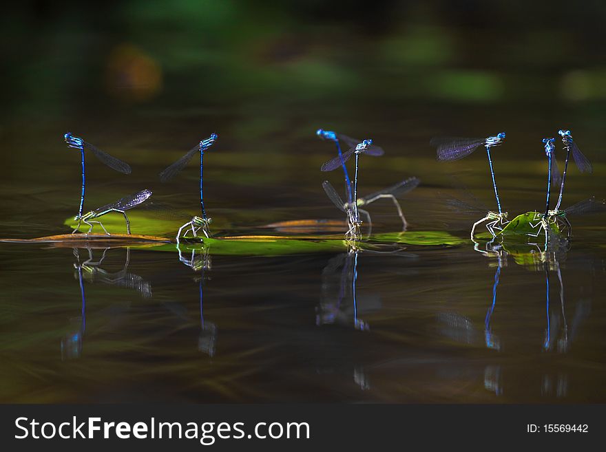 The photo made in reproduction period of dark blue dragonflies. Moscow Region, Russia. The photo made in reproduction period of dark blue dragonflies. Moscow Region, Russia.