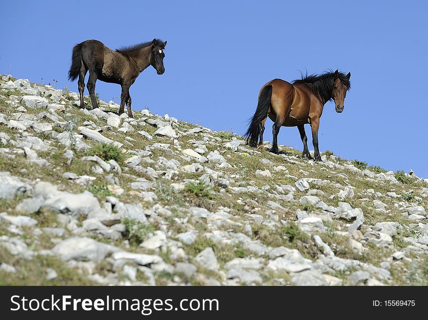 Wild horse mother with is colt are in the mountain. Wild horse mother with is colt are in the mountain