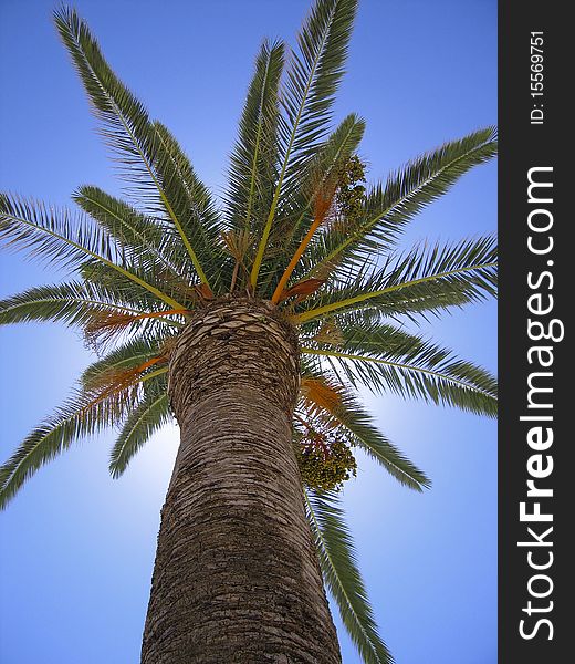 Palmtree against blue sky at Crete, Greece. Palmtree against blue sky at Crete, Greece