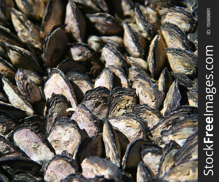 A group of mussels huddled on the shore in Hawaii. A group of mussels huddled on the shore in Hawaii.