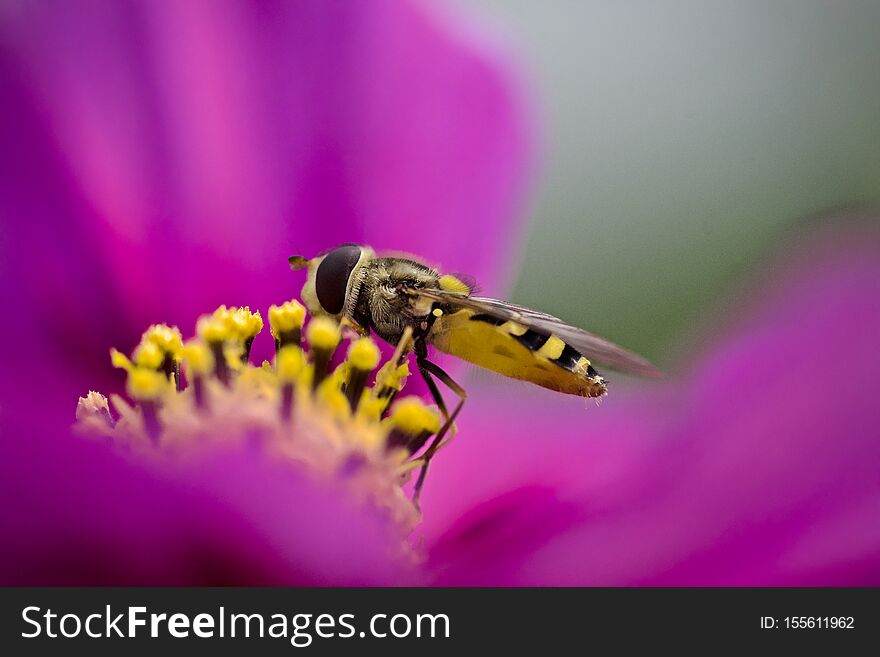 Macro of Eupeodes corollae fly on pink wild flower feeding on nectar. Macro of Eupeodes corollae fly on pink wild flower feeding on nectar