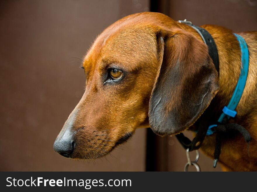 Hunting dog breed Dachshund sitting on a chain, cruelty to animals