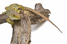 A Lizard Climbing A Branch. Stock Photo A Lizard Climbing A Branch. Stock Photo
