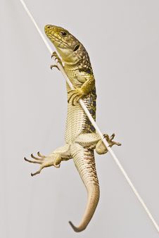 Ocellated Lizard Climbing A Rope. Stock Photography Ocellated Lizard Climbing A Rope. Stock Photography