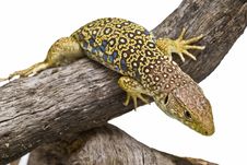 An Ocellated Lizard Climbing A Branch. Stock Photo An Ocellated Lizard Climbing A Branch. Stock Photo