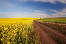 Canola Road Farm Stock Photos Canola Road Farm Stock Photos