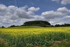 Oilseed Rape Field Royalty Free Stock Images Oilseed Rape Field Royalty Free Stock Images