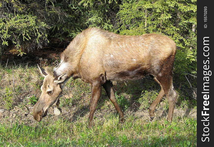 Wild cute alaska feeding young moose