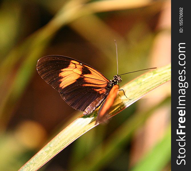 A Postman Butterfly (Heliconius melpomene)