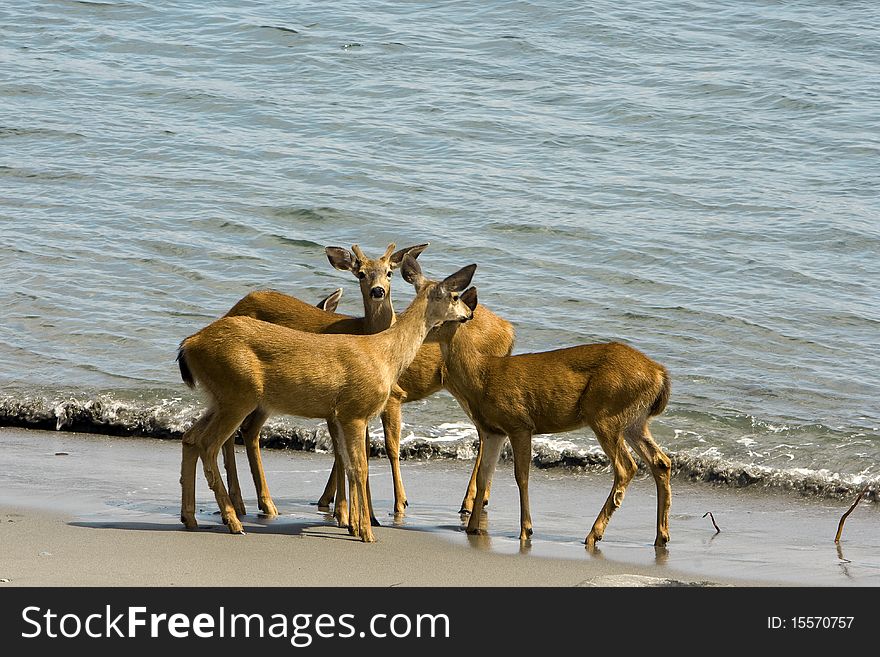 A group of young deer greet each other on a Pacific Northwestern beach. A group of young deer greet each other on a Pacific Northwestern beach.