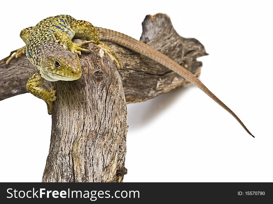 An ocellated lizard climbing a branch with a white background. An ocellated lizard climbing a branch with a white background.