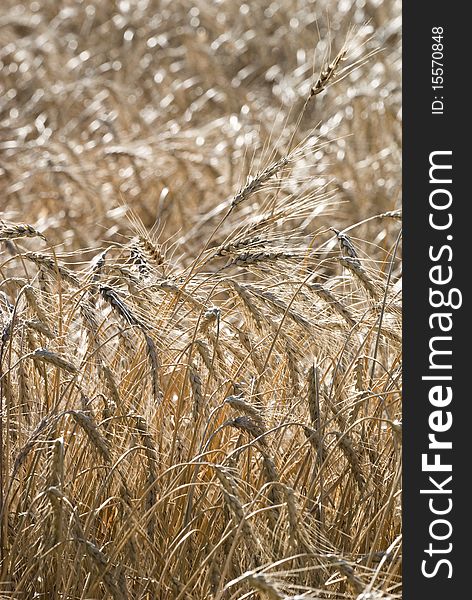 Crops In A Field