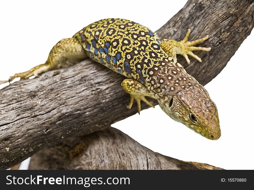 A lizard climbing a dead branch with a white background. A lizard climbing a dead branch with a white background.