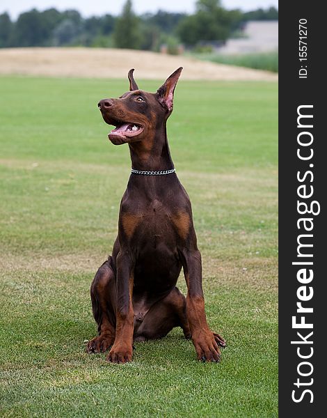 Young brown doberman puppy sitting on the green grass