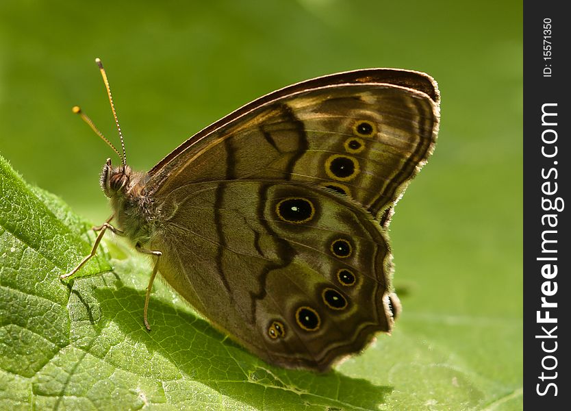 Eyed Brown Butterfly sitting on a leaf in the sunshine. Eyed Brown Butterfly sitting on a leaf in the sunshine
