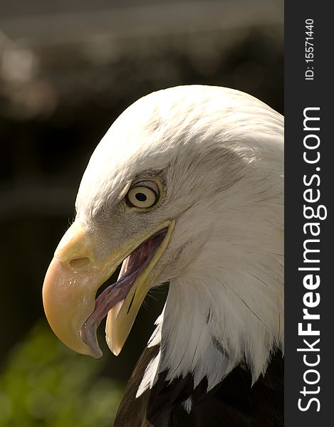 A close up of a bald eagle head shot. A close up of a bald eagle head shot