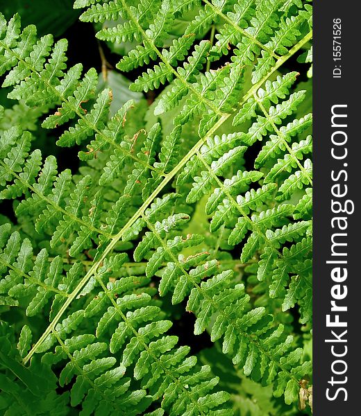 Image of a Fern Plant