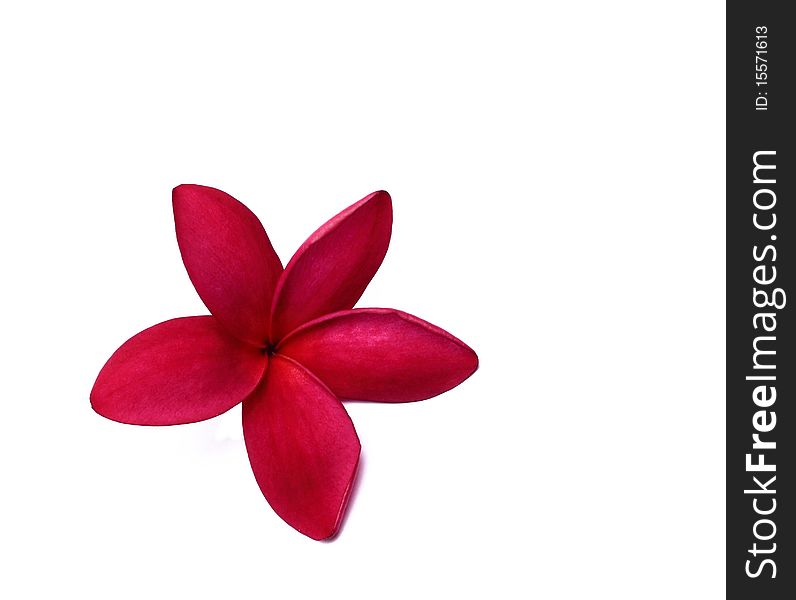 Plumeria rubra isolated on white background. Plumeria rubra isolated on white background