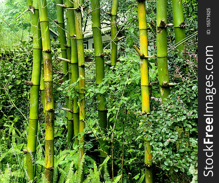 Green bamboo in a garden