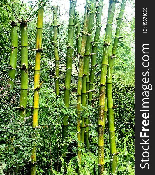 Green bamboo groves in a garden