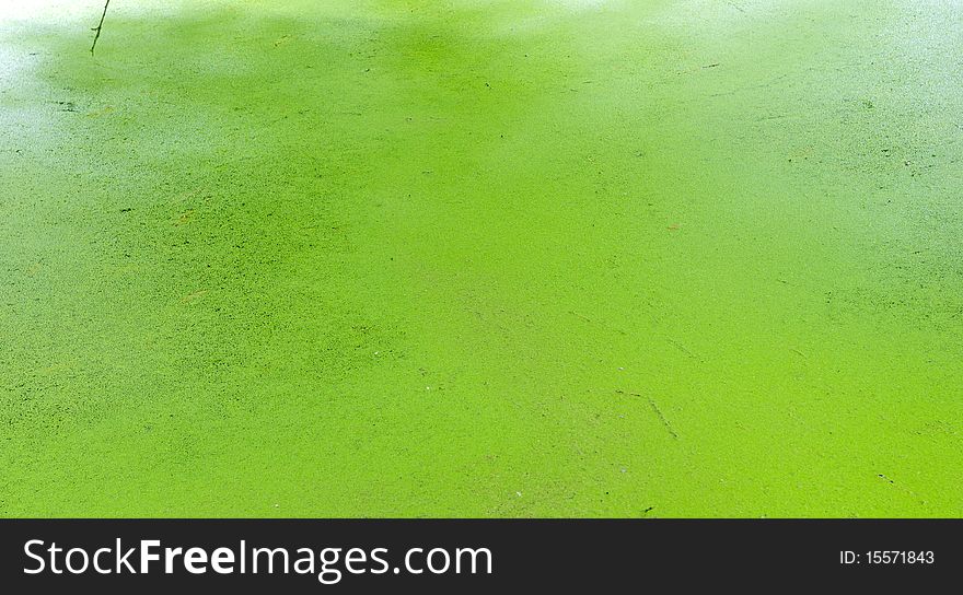 Green lemna minor in a park