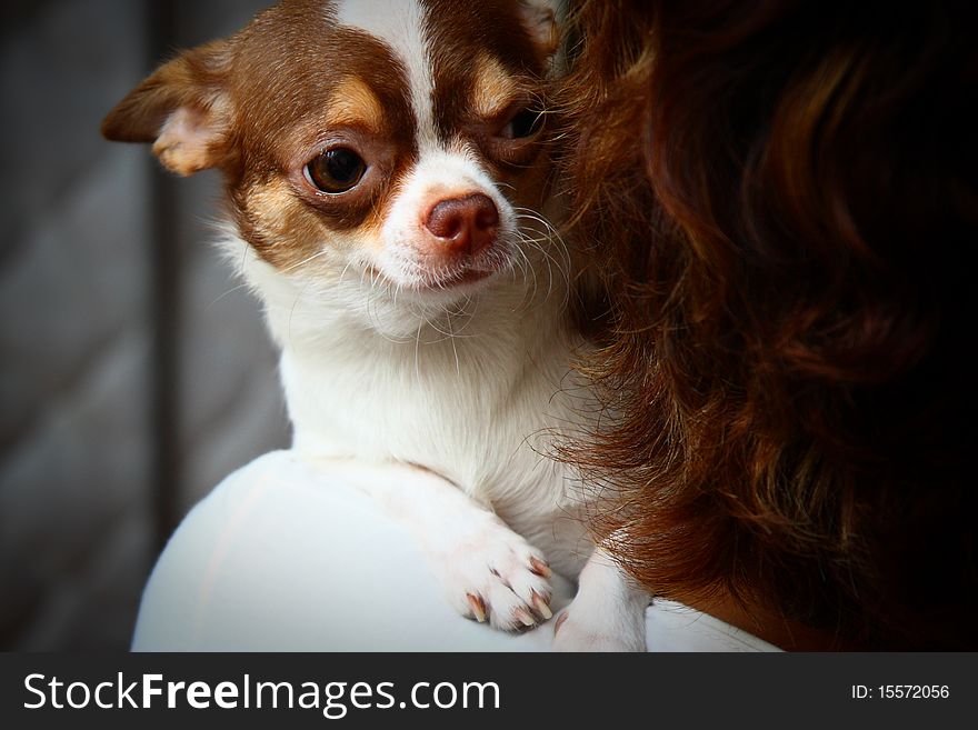 Chihuahua on the shoulder of brown hair woman