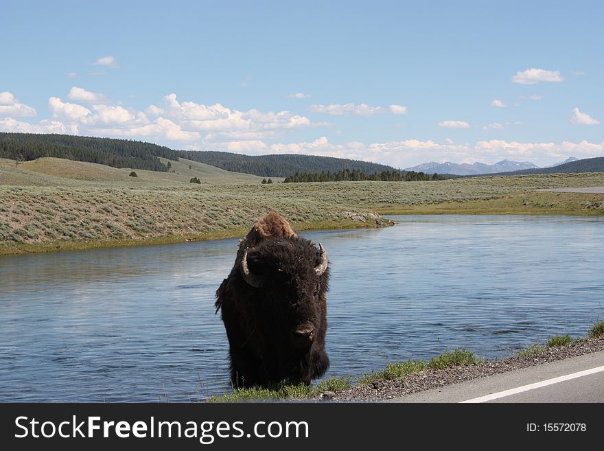 Bison rising from the water onto the road Yellowstone National Park