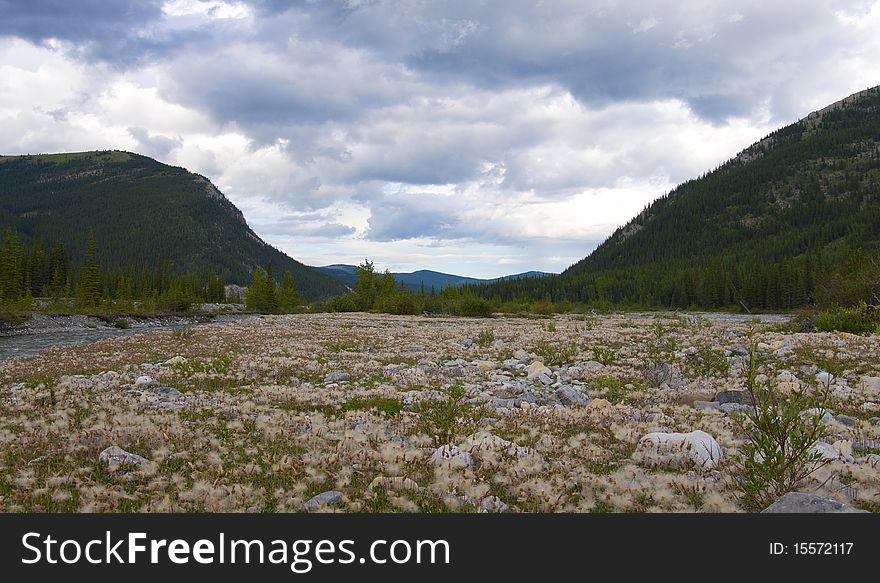 Field of Fluffy Weeds found on a river bed