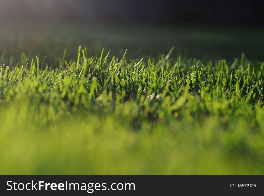 Fresh clean green grass with taken with a shallow depth of field lens