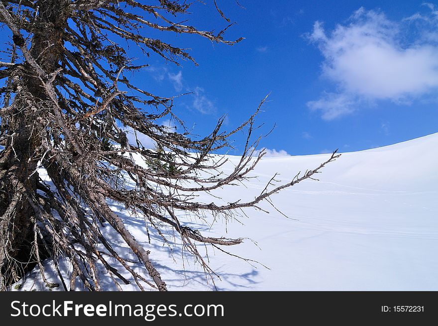 Pine Root On The Snow