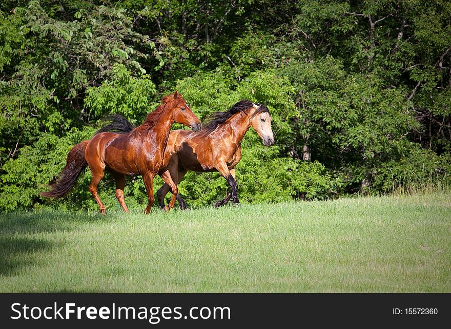 Two horses running up hill in Minnesota field. One is chestnut and one is a dunn Missouri Fox Trotter. Two horses running up hill in Minnesota field. One is chestnut and one is a dunn Missouri Fox Trotter.