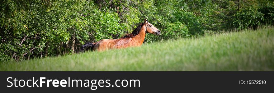 Dunn Horse galloping on hill