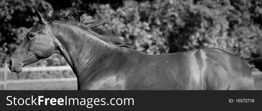 Horse running on hill in grass field. Bay thoroughbred from the side in black and white. trotting in fenced pasture with split rail fencing. Horse running on hill in grass field. Bay thoroughbred from the side in black and white. trotting in fenced pasture with split rail fencing.