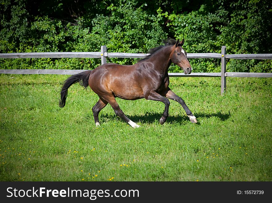 Horse running on hill in grass field. Bay thoroughbred galloping on hillside. trotting in fenced pasture with split rail fencing. Horse running on hill in grass field. Bay thoroughbred galloping on hillside. trotting in fenced pasture with split rail fencing.