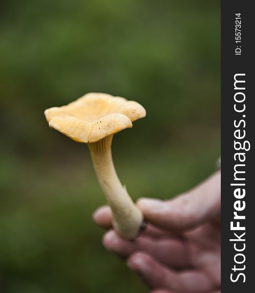 Close up of Hand holding a Chantarelle