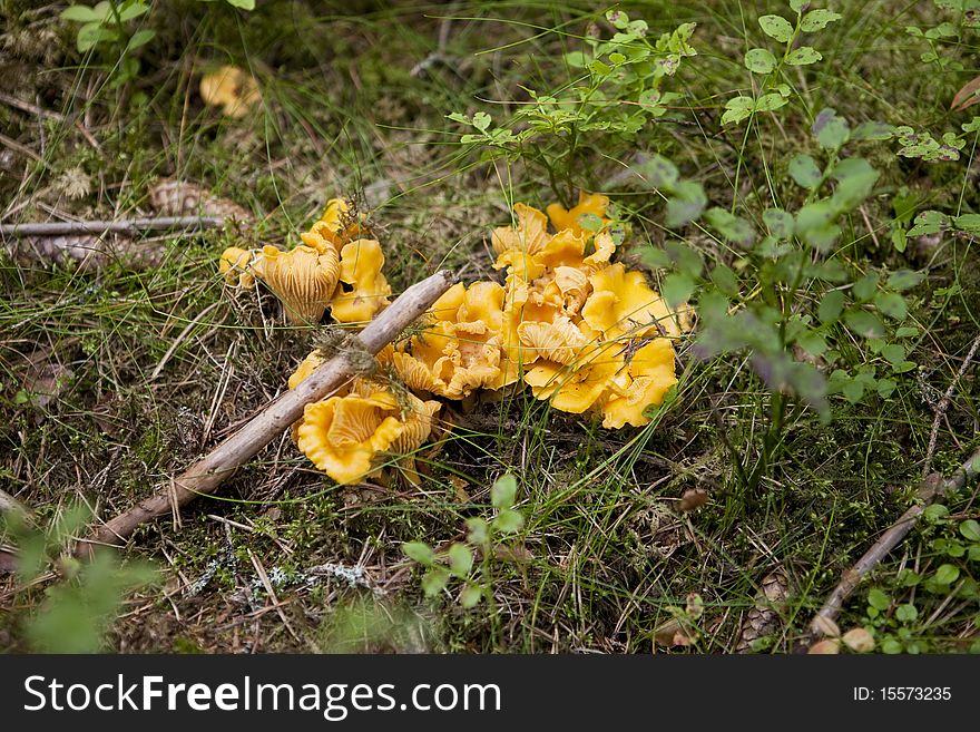 Bunch of Chantarelles in the forrest