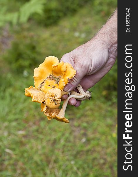 Hand holding a bunch of Chantarelles