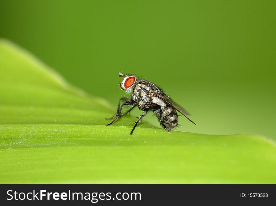 Lazy Fly resting on green leaf