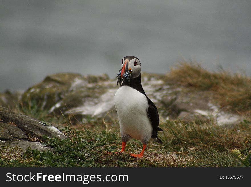 Atlantic Puffin With Sandeels