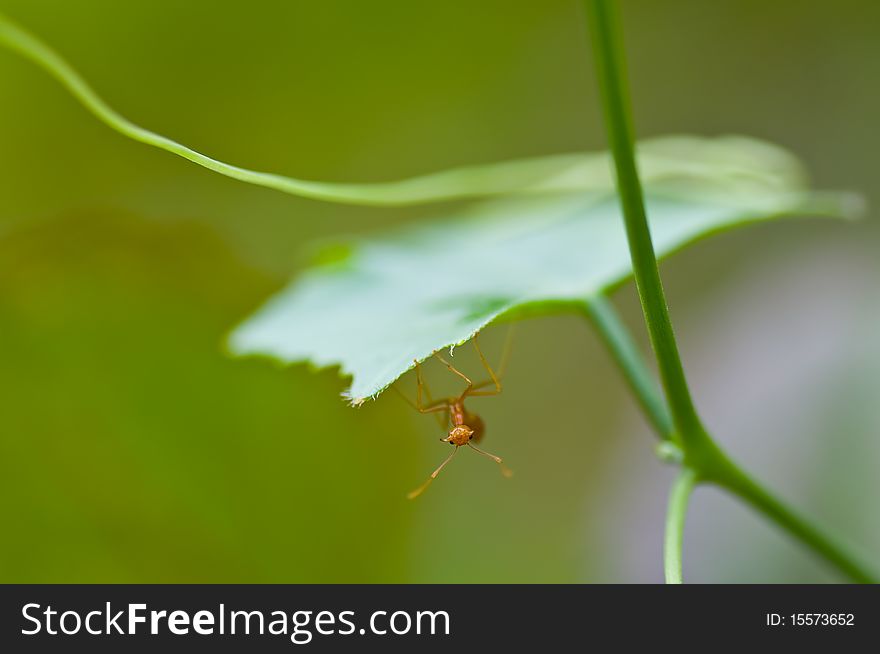 This picture is an ant under the leaf