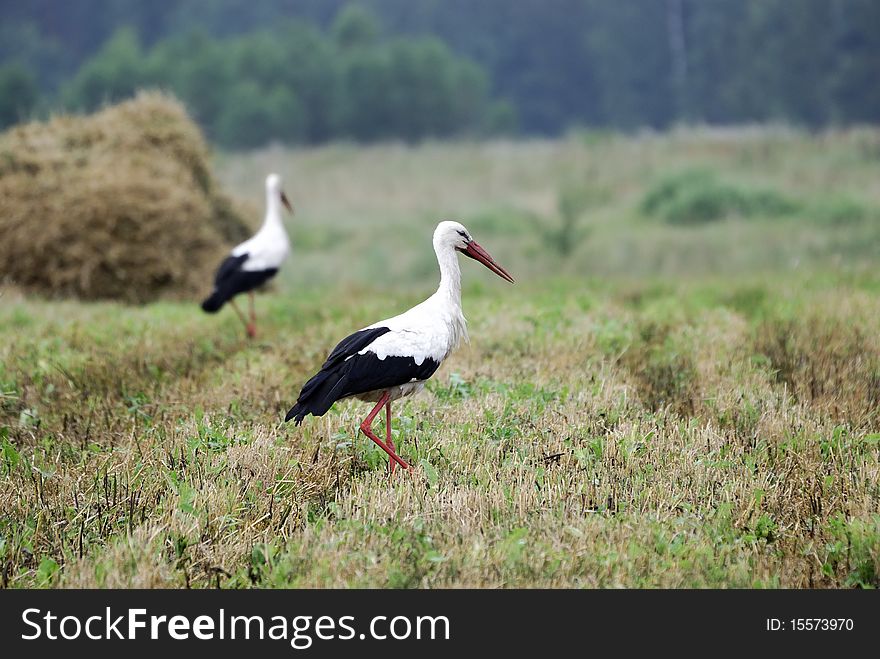 Two storks in search of food on an oblique field