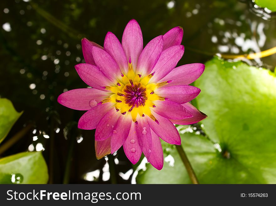 Pink Lotus in my garden