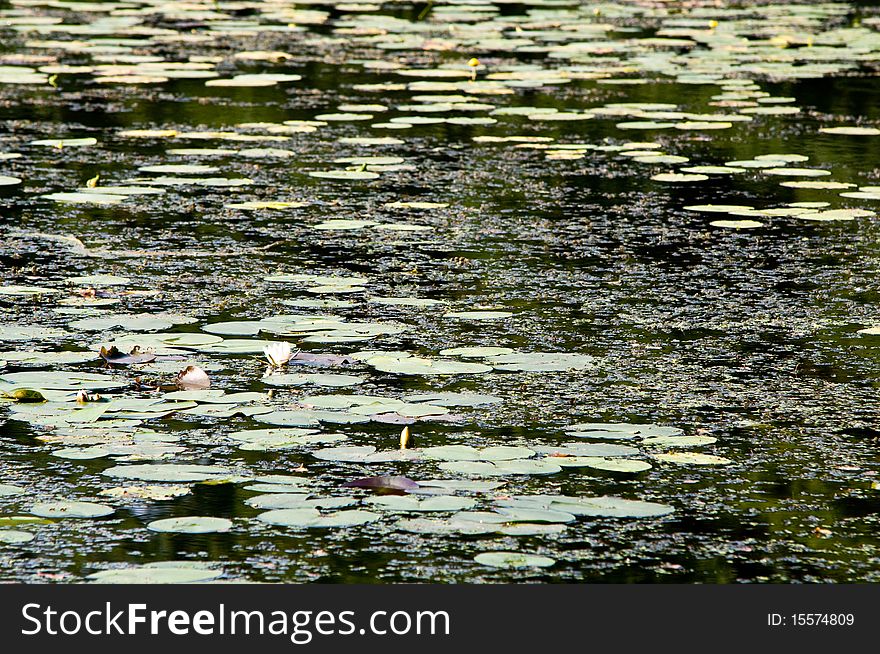 Water Lilies Swimming On Surface Of The Pond