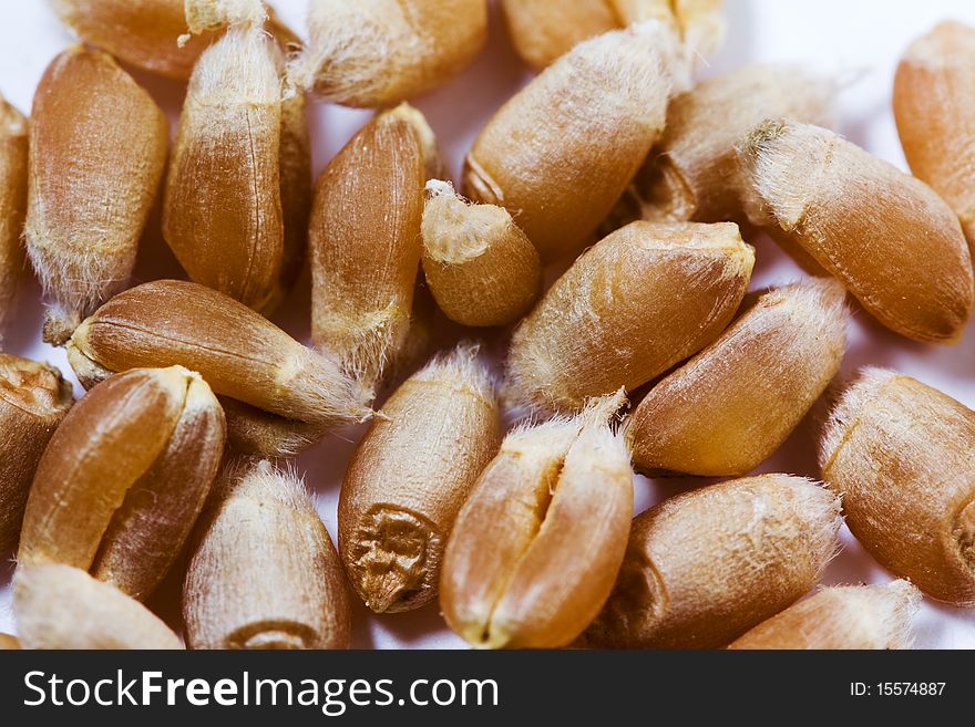 Some the ripened grains wheat photographed close up. Some the ripened grains wheat photographed close up