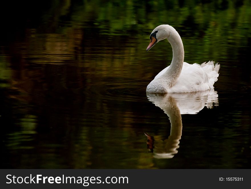 A white Swan and its reflection on a dark water surface. A white Swan and its reflection on a dark water surface