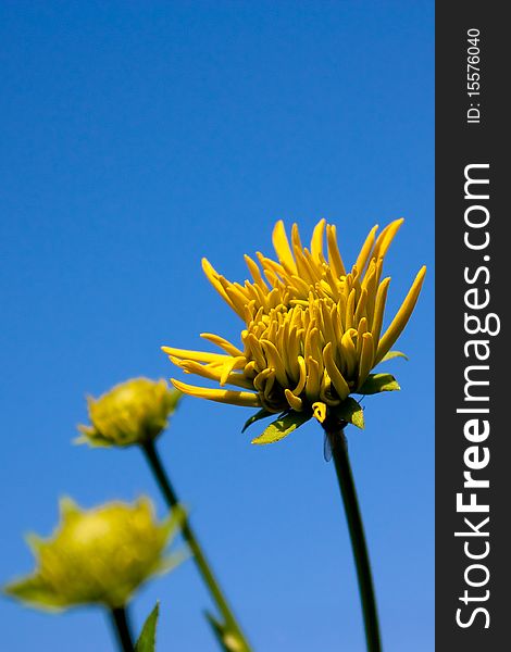 Yellow flowers on a blue background. The flowering beginning. Yellow flowers on a blue background. The flowering beginning