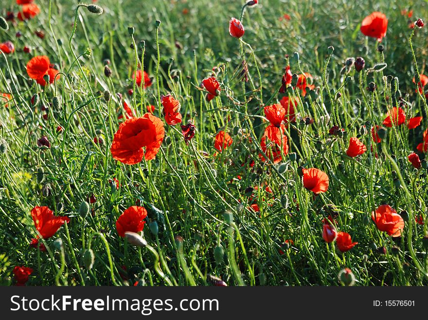 Red poppies on green meadow