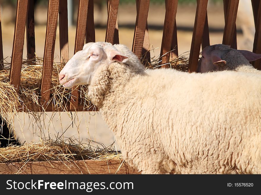 Sheep eating hay in barnyard