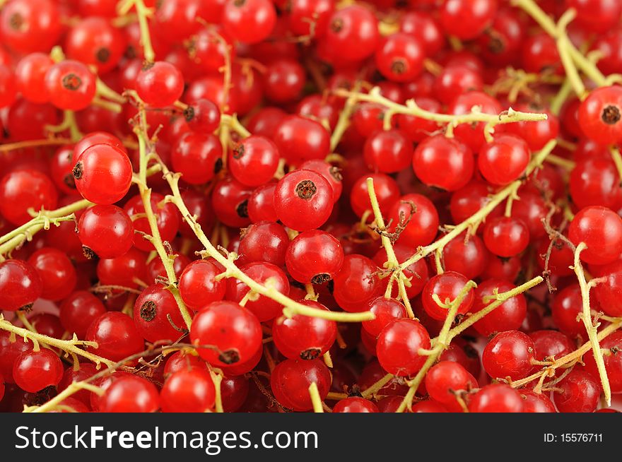 The ripe red currant background. The ripe red currant background